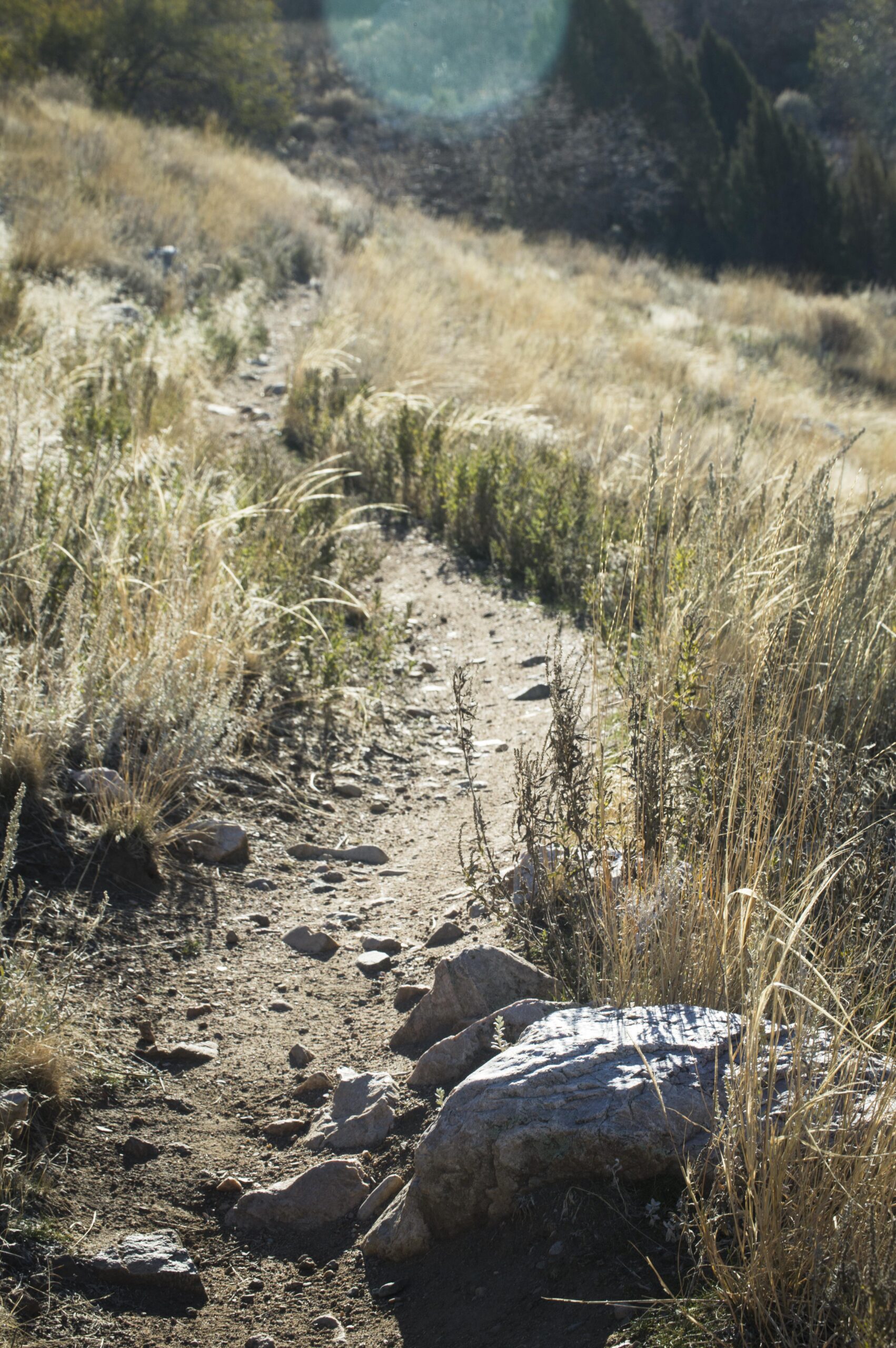 A dirt hiking path winding through tall grass and scattered rocks, surrounded by sunny hillside vegetation. Bonneville Shoreline Trail - Ogden Section mountain bike trail.