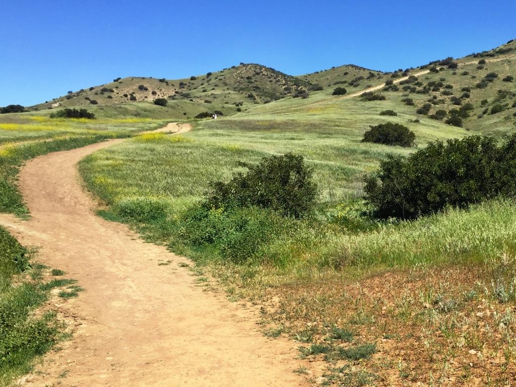 A scenic view of a winding dirt path through lush green hills, adorned with vibrant yellow wildflowers, under a clear blue sky. The trail leads into the distance, flanked by shrubs and rolling terrain. Chumash mountain bike trail.