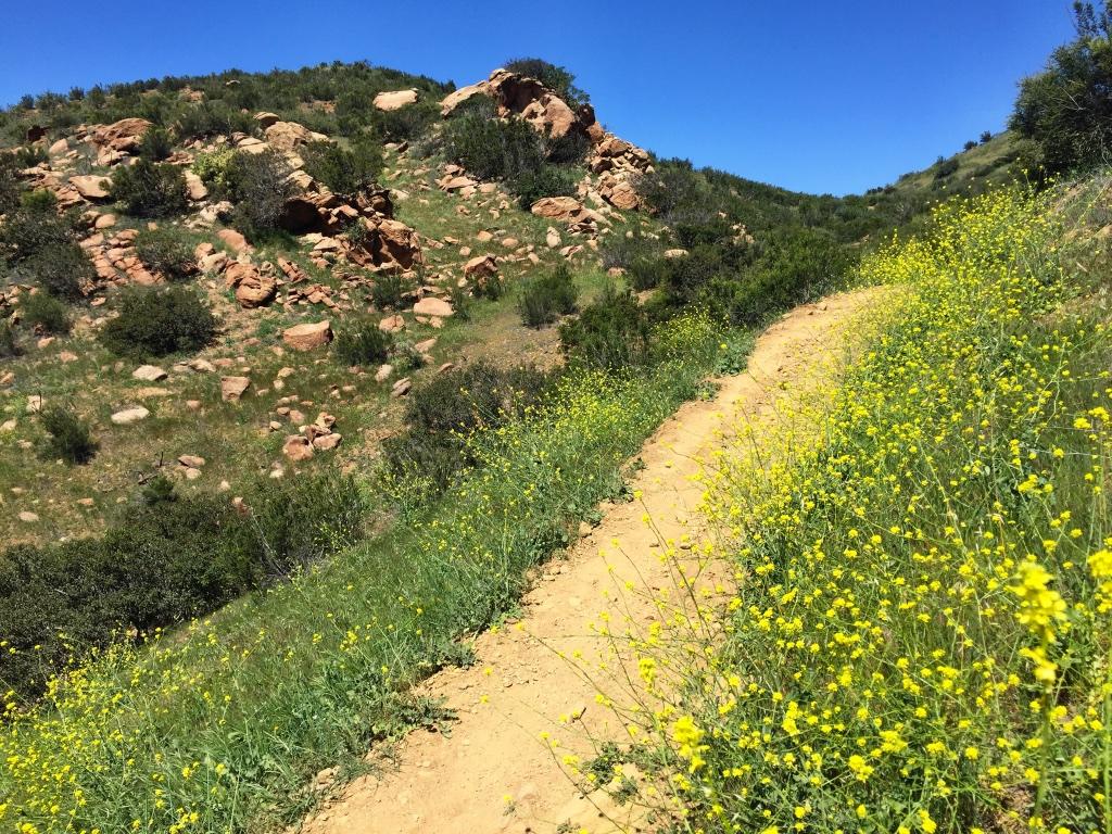 A winding dirt path surrounded by lush green grass and vibrant yellow wildflowers leads through a hilly landscape with scattered rocks and shrubbery under a clear blue sky. Chumash mountain bike trail.