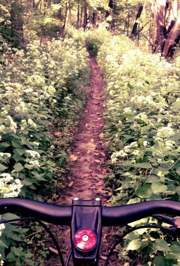A narrow dirt path winding through lush greenery and blooming white flowers, seen from the perspective of a bicycle handlebar. The scene captures a serene moment in nature, inviting exploration and adventure. Mitchell Memorial Forest Mountain Bike Trail mountain bike trail.