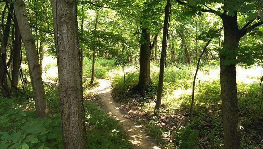 A winding dirt path leads through a lush green forest, surrounded by tall trees and vibrant foliage. Sunlight filters through the leaves, creating a dappled light effect on the ground. Ferns and underbrush add texture to the scenery, suggesting a serene and natural outdoor environment. Mitchell Memorial Forest Mountain Bike Trail mountain bike trail.