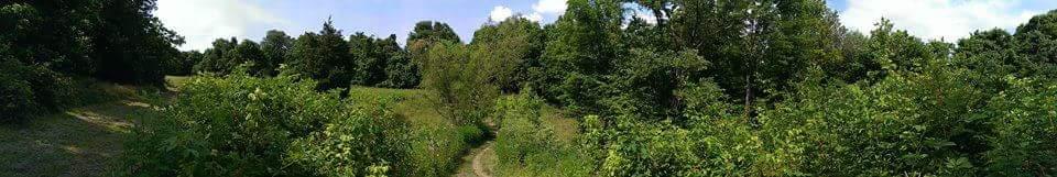 Panoramic view of a lush green landscape featuring a variety of trees and dense vegetation under a partly cloudy sky. A natural path winds through the foreground, inviting exploration of the serene environment. Mitchell Memorial Forest Mountain Bike Trail mountain bike trail.