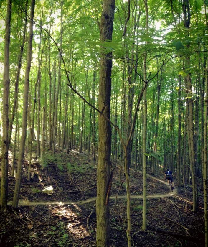 A mountain biker navigating along a winding trail through a dense, green forest, surrounded by tall trees and dappled sunlight illuminating the scene. Mitchell Memorial Forest Mountain Bike Trail mountain bike trail.