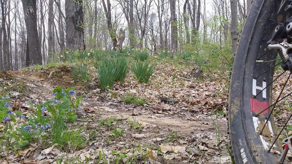 A close-up view of a bicycle tire on a dirt trail surrounded by a forest. The ground is covered in fallen leaves and scattered wildflowers, with green foliage emerging from the earth, indicating early spring. In the background, trees are beginning to leaf out, creating a serene natural setting. Mitchell Memorial Forest Mountain Bike Trail mountain bike trail.