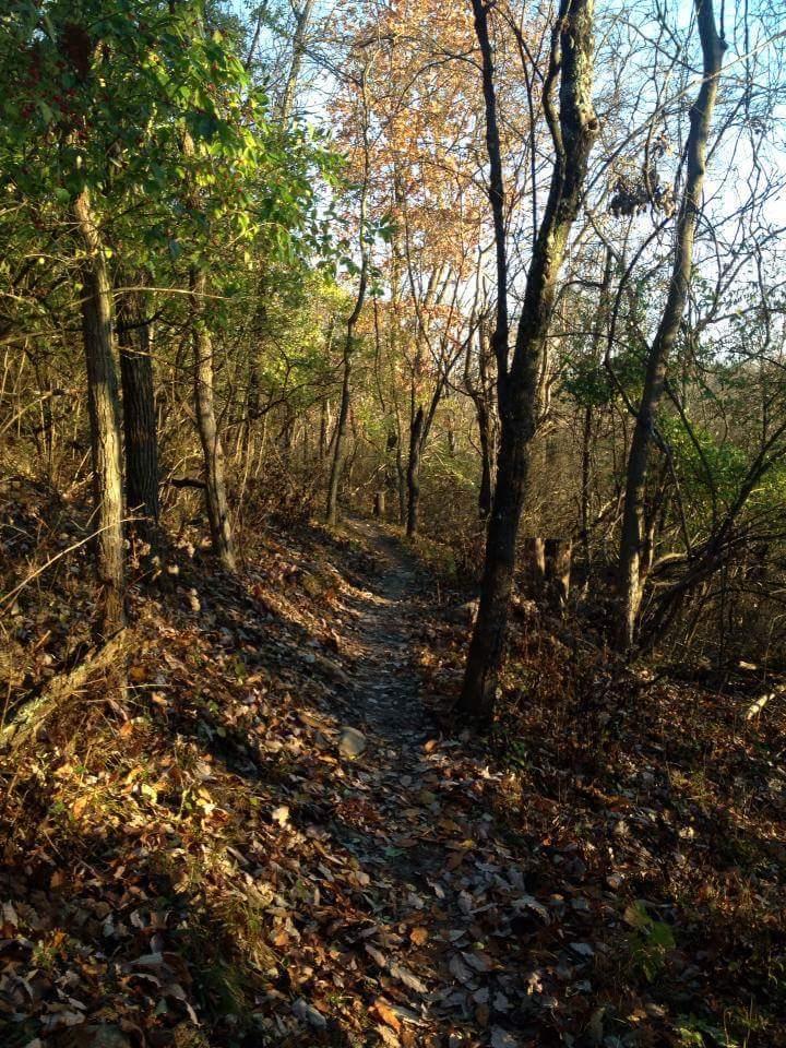 A winding dirt trail surrounded by trees, with scattered fallen leaves on the ground. The scene captures a peaceful, wooded area, showcasing a mix of green and autumn-colored foliage. Sunlight filters through the branches, creating a tranquil atmosphere. Mitchell Memorial Forest Mountain Bike Trail mountain bike trail.