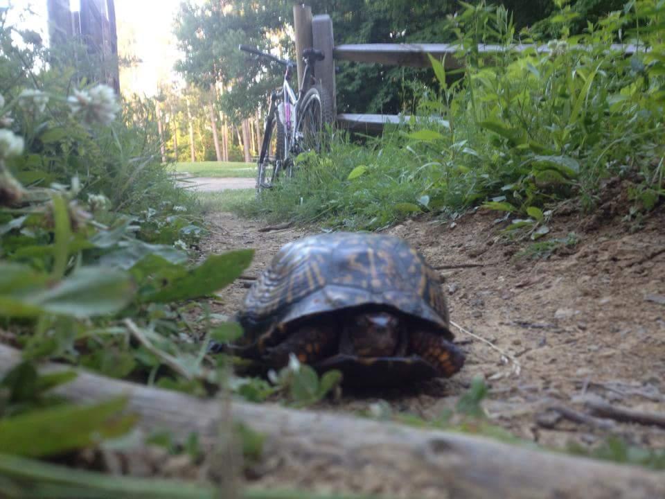 A turtle walking on a dirt path surrounded by grass and small white flowers, with a bicycle parked nearby and trees in the background. Mitchell Memorial Forest Mountain Bike Trail mountain bike trail.