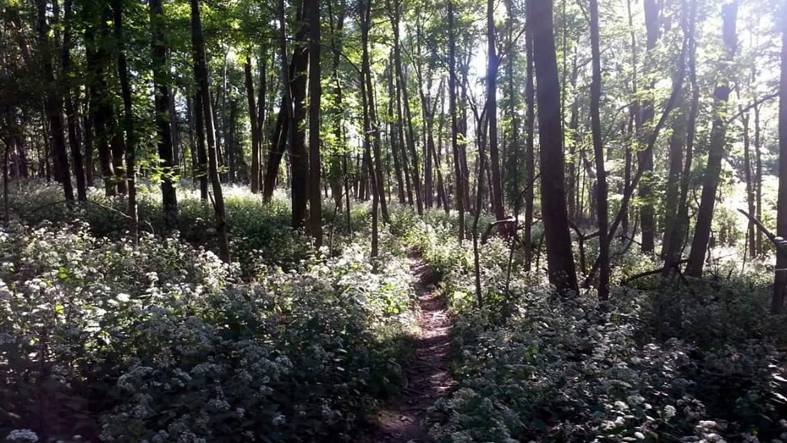A serene forest scene featuring tall trees with green leaves and a narrow dirt path winding through a carpet of white flowering plants. Soft sunlight filters through the trees, creating a peaceful and inviting atmosphere. Mitchell Memorial Forest Mountain Bike Trail mountain bike trail.