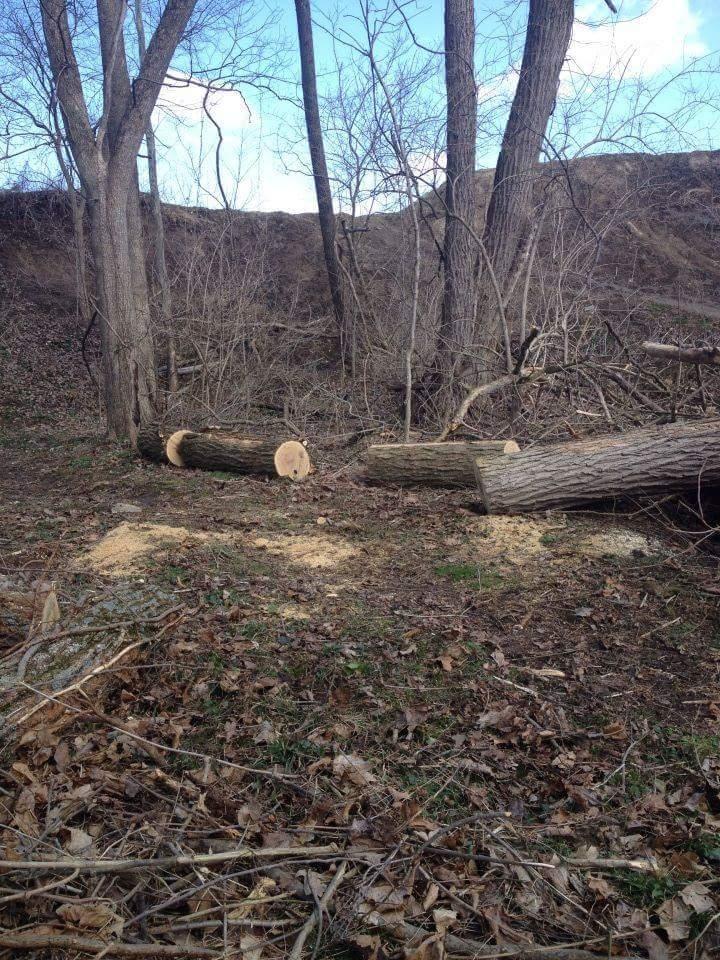 A clearing in a wooded area with two recently cut tree logs lying on the ground. Surrounding the logs are fallen leaves and branches, with a backdrop of bare trees. The sky is partly cloudy, indicating the transition of seasons. Hueston Woods State Park mountain bike trail.