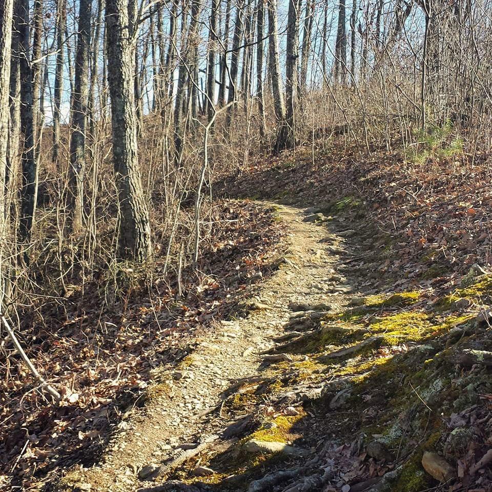 A winding dirt trail surrounded by trees and underbrush, featuring visible roots and moss along the path, under a clear blue sky. The trail leads upward, suggesting a natural setting ideal for hiking. Cave-run Lake mountain bike trail.