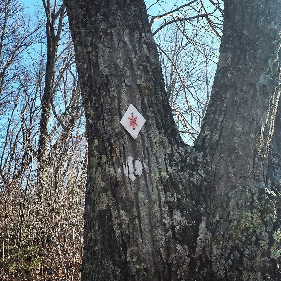 A diamond-shaped white sign with a red design is attached to the trunk of a large tree, surrounded by bare branches and a clear blue sky. The tree bark is textured and shows signs of age, with patches of moss and white markings on its surface. Cave-run Lake mountain bike trail.