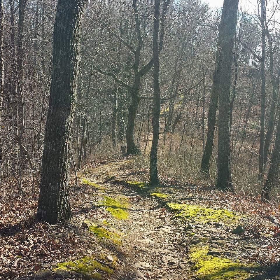 A narrow dirt path winding through a forest, surrounded by tall, bare trees. The ground is uneven, with patches of green moss and scattered fallen leaves, indicating early spring. Soft sunlight filters through the branches, casting a warm glow on the trail. Cave-run Lake mountain bike trail.