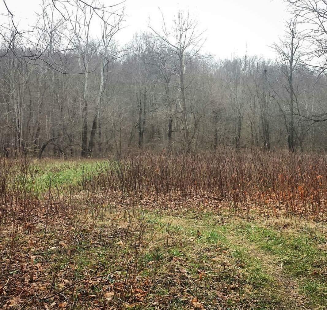 A scenic view of a forested area during early spring, featuring bare trees with a sparse canopy, a mix of dry brown and green grass, and a visible narrow path winding through the underbrush. The background showcases a foggy atmosphere contributing to a tranquil and quiet ambiance. Cave-run Lake mountain bike trail.