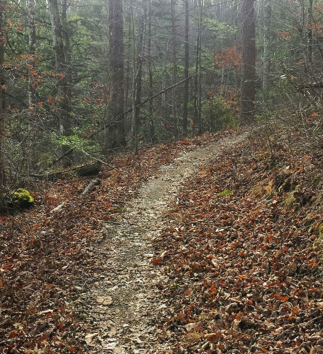 A winding dirt trail surrounded by trees in a forest, with a carpet of fallen leaves along the path. Patches of greenery are visible in the underbrush, and the scene has a misty, tranquil atmosphere. Cave-run Lake mountain bike trail.