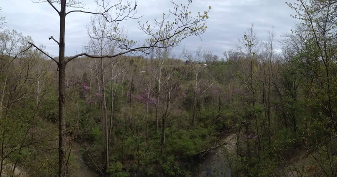 A panoramic view of a wooded landscape in early spring, featuring bare trees interspersed with budding green leaves and purple flowering underbrush. The overcast sky above adds a soft, muted light to the scene, while a creek can be seen winding through the forested area below. Caesar Creek mountain bike trail.