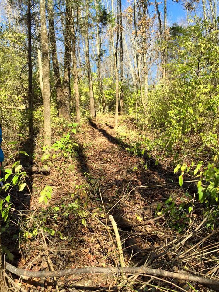 A sunlit pathway through a dense forest, lined with tall trees and scattered fallen branches, surrounded by green foliage and autumn leaves. Caesar Creek mountain bike trail.