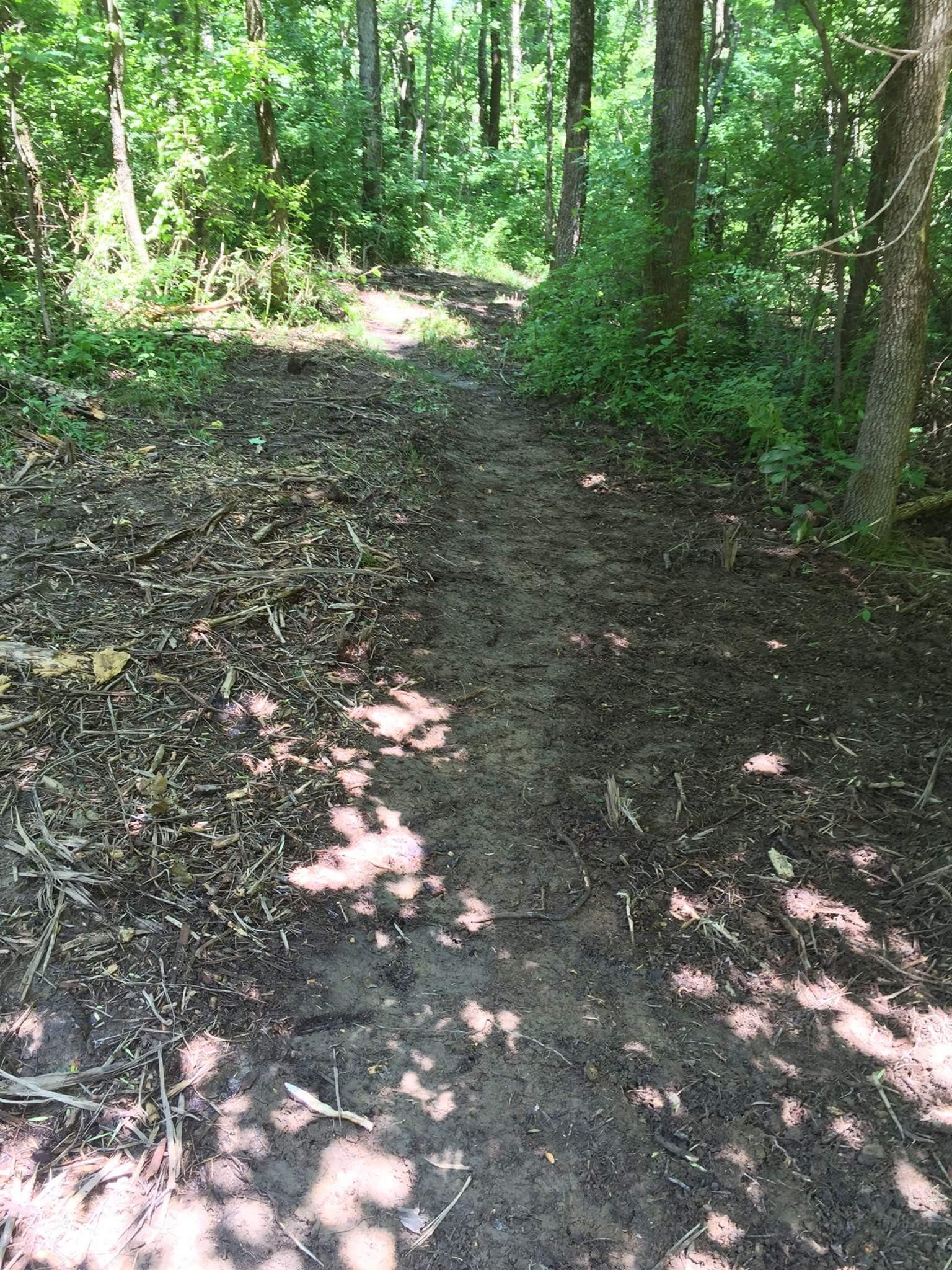 A winding dirt trail through a lush green forest, surrounded by trees and underbrush, with dappled sunlight filtering through the leaves. Caesar Creek mountain bike trail.