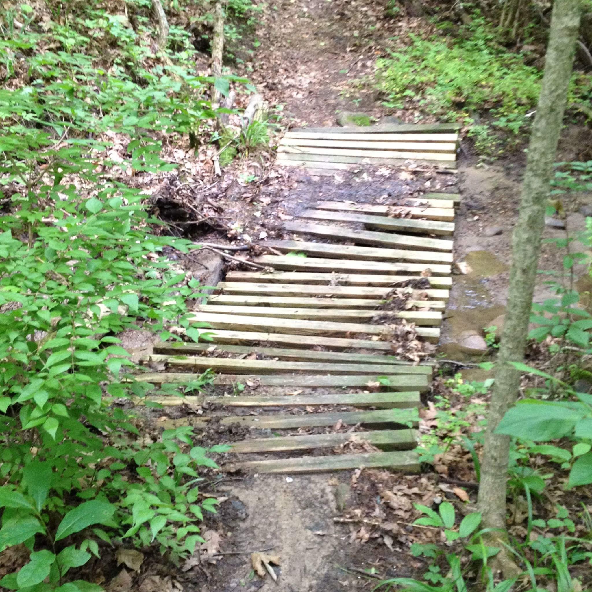 A narrow wooden bridge made of slatted planks spans a muddy section of a trail surrounded by lush green vegetation and fallen leaves. Caesar Creek mountain bike trail.