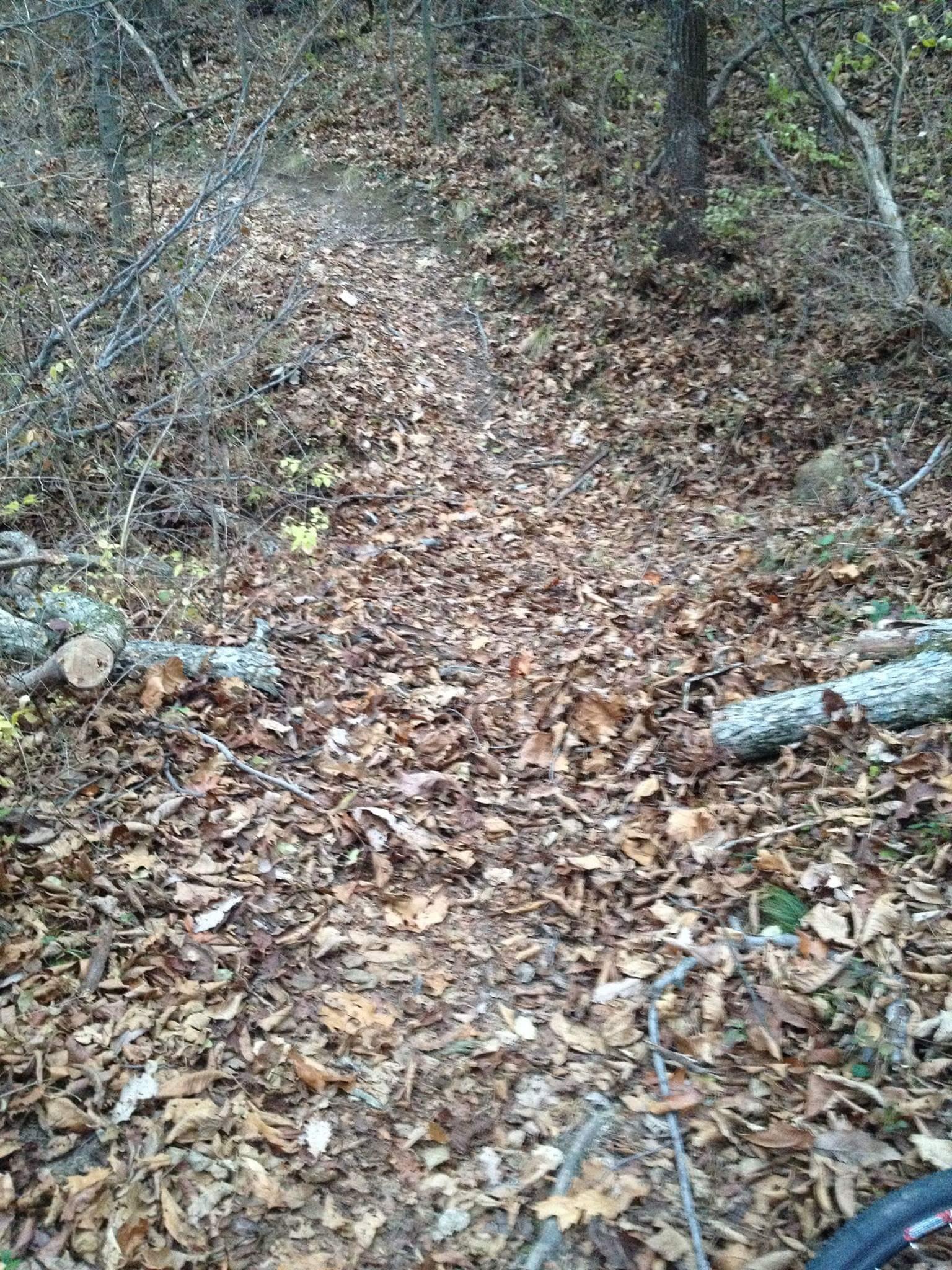 A natural trail covered in a thick layer of fallen leaves, surrounded by trees and underbrush. Small branches and logs are visible along the path, adding to the forest scenery. Caesar Creek mountain bike trail.
