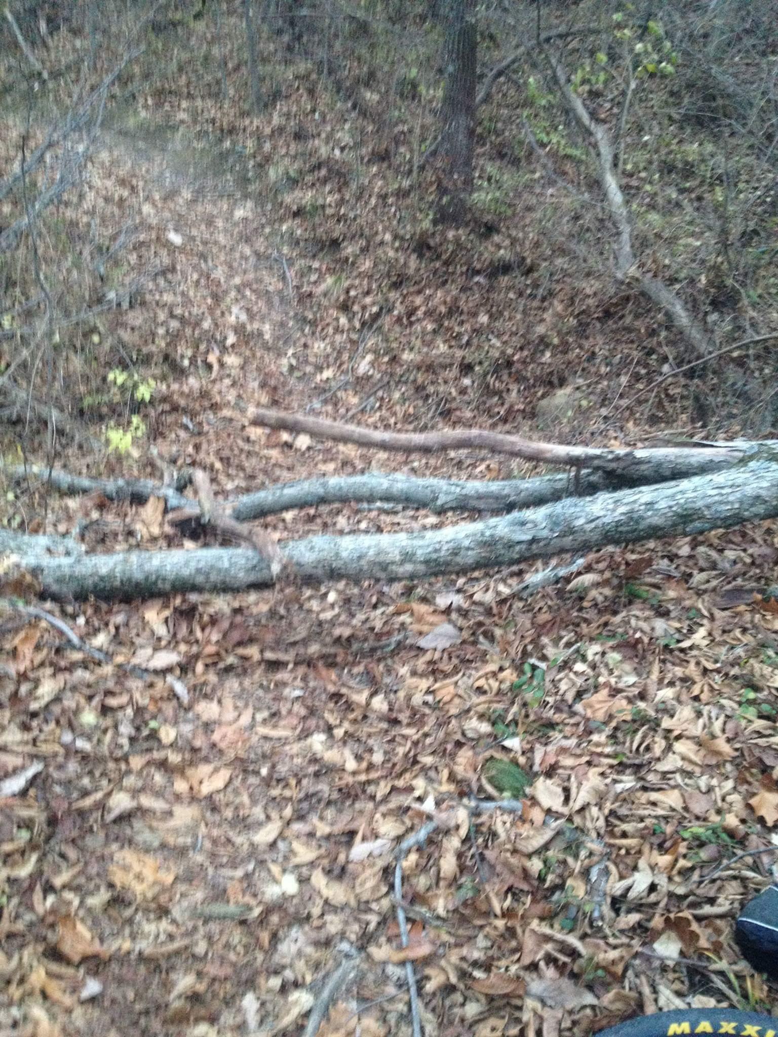 A wooded trail covered in autumn leaves, featuring fallen tree branches and a natural path leading through the dense foliage. Caesar Creek mountain bike trail.