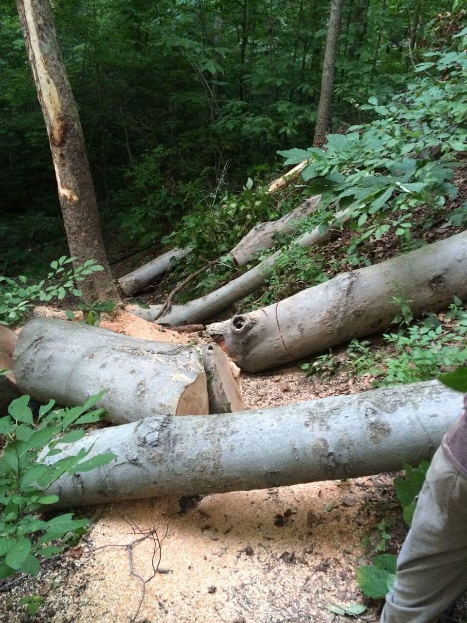 A wooded area with several fallen tree logs scattered on the ground, surrounded by greenery and underbrush. The logs are partially cut and show exposed ends. Some sawdust is visible on the ground, indicating recent logging activity. Caesar Creek mountain bike trail.
