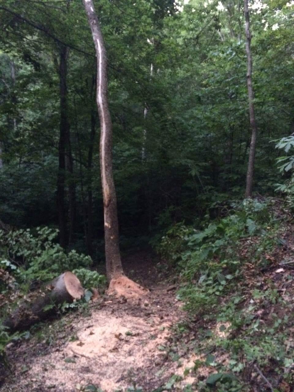 A dimly lit forest scene showing a narrow, winding path surrounded by lush greenery. In the foreground, a freshly cut tree stump and wood shavings are visible, indicating recent logging activity. A tall, slender tree stands nearby, contributing to the dense foliage in the background. Caesar Creek mountain bike trail.