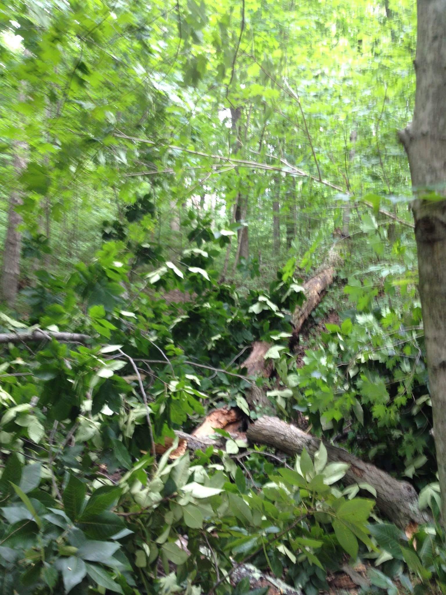 A dense green forest scene featuring various trees and foliage, with fallen branches and leaves scattered on the ground, creating a natural, untamed appearance. The background shows additional trees and vegetation, highlighting the lushness of the environment. Caesar Creek mountain bike trail.