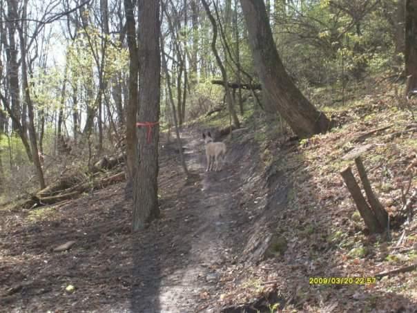 A narrow dirt path winding through a forested area, bordered by trees. In the distance, a light-colored dog stands along the path, with patches of green foliage and fallen leaves visible on the ground. Bright sunlight filters through the trees, creating a serene outdoor setting. Devou Park mountain bike trail.