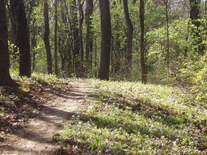 A peaceful forest scene featuring a winding dirt path surrounded by tall trees and lush green foliage. Sunlight filters through the leaves, highlighting patches of greenery and wildflowers along the path, creating a serene natural atmosphere. Devou Park mountain bike trail.