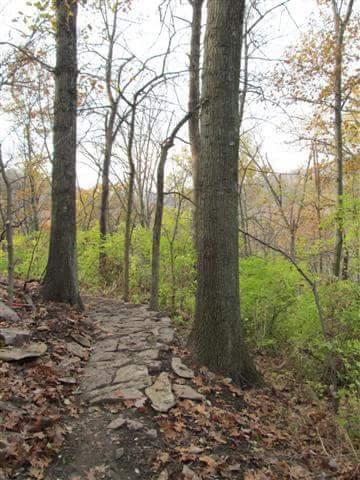 A winding stone pathway through a wooded area, lined with tall trees and vibrant green foliage. Fallen leaves cover the ground, hinting at an autumn setting. The path leads deeper into the forest, surrounded by a serene natural landscape. Devou Park mountain bike trail.
