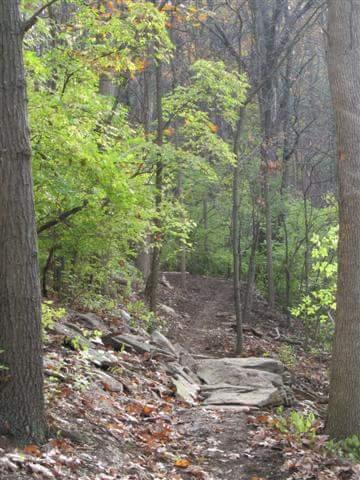 A narrow dirt trail winds through a lush green forest, flanked by tall trees and scattered rocks. Sunlight filters through the foliage, creating a serene atmosphere with hints of autumn colors in the leaves. Devou Park mountain bike trail.