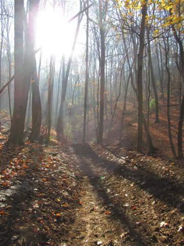 A sunlit path winding through a forest, with tall trees casting long shadows on the ground. The scene captures the golden light filtering through the branches, accented by fallen autumn leaves covering the dirt trail. Devou Park mountain bike trail.