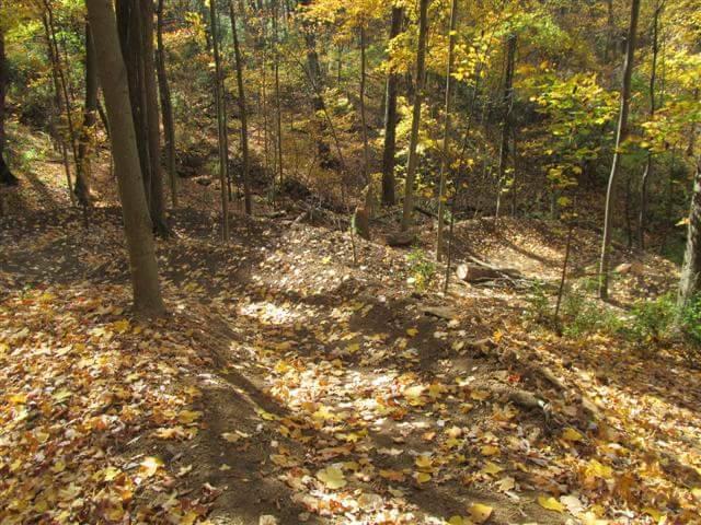 A forest scene in autumn, featuring a sloped trail covered with fallen leaves in vibrant shades of yellow and orange. Tall trees surround the area, with some greenery visible among the leaf litter, creating a serene and picturesque outdoor setting. Devou Park mountain bike trail.
