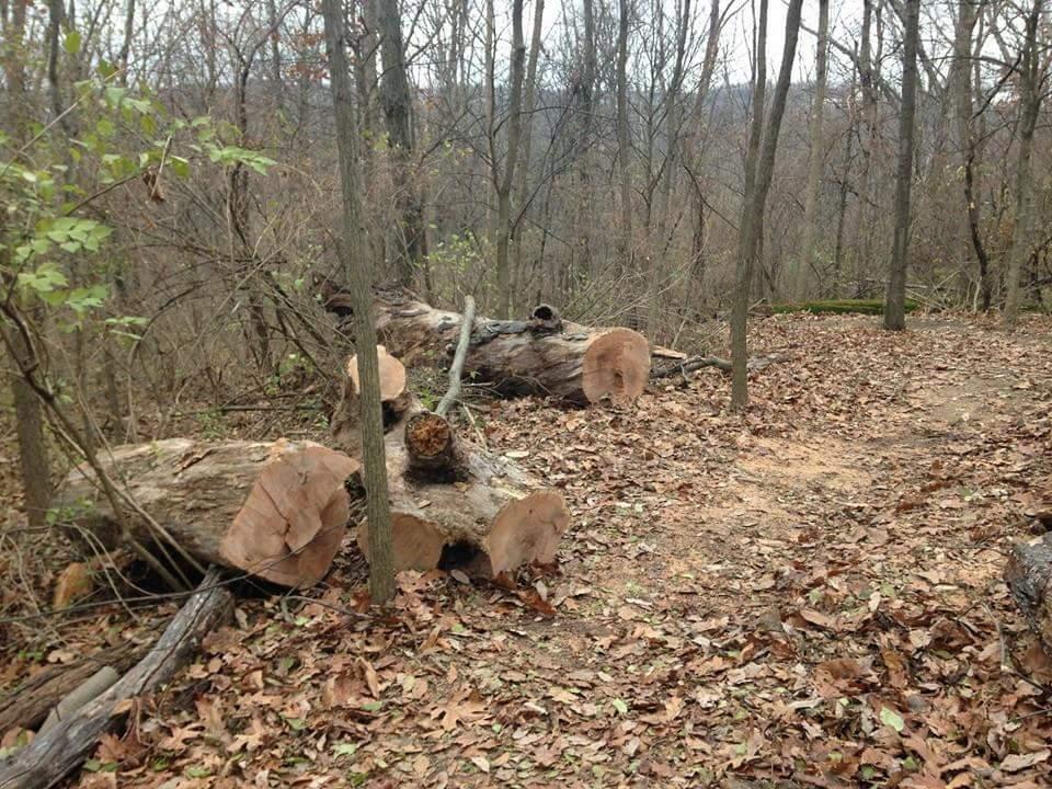 A wooded area with bare trees and fallen logs on the ground, surrounded by dry leaves. A dirt path is visible, winding through the forest scenery. The atmosphere appears calm and natural, with a muted color palette characteristic of late autumn or early winter. Devou Park mountain bike trail.