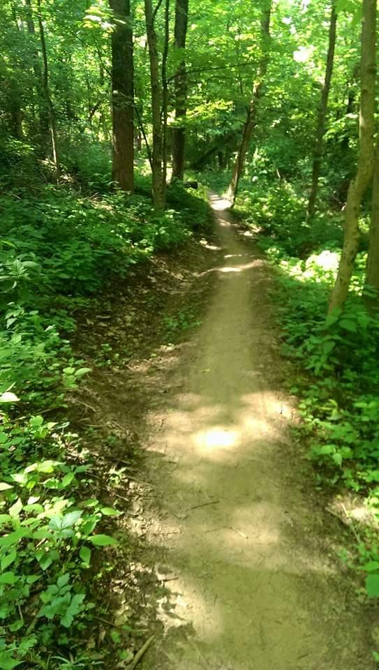 A narrow dirt path winding through a lush, green forest filled with trees and vibrant undergrowth. The trail is illuminated by sunlight filtering through the canopy above, creating a serene and inviting atmosphere. Devou Park mountain bike trail.