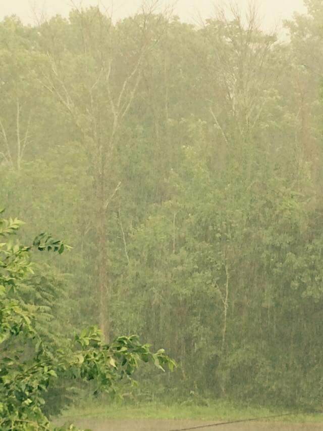 Dense rain falling on a lush green forest, creating a misty atmosphere. The trees are partially obscured by the heavy downpour, with visible raindrops cascading down. Devou Park mountain bike trail.