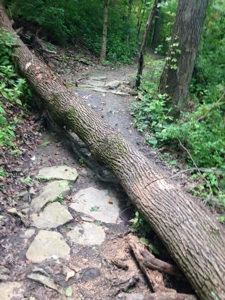 A fallen tree blocking a narrow hiking path through a lush, green forest. The trail is made up of uneven stone slabs, surrounded by dense vegetation and trees. Devou Park mountain bike trail.