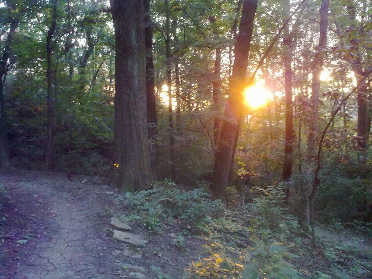 A sun setting through trees in a forest, casting warm light over a winding dirt path surrounded by lush greenery. Devou Park mountain bike trail.