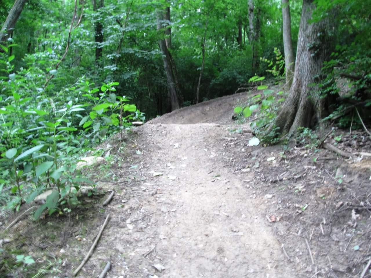 A dirt path winding through a lush green forest, flanked by small plants and trees, leading into a shaded area. Devou Park mountain bike trail.