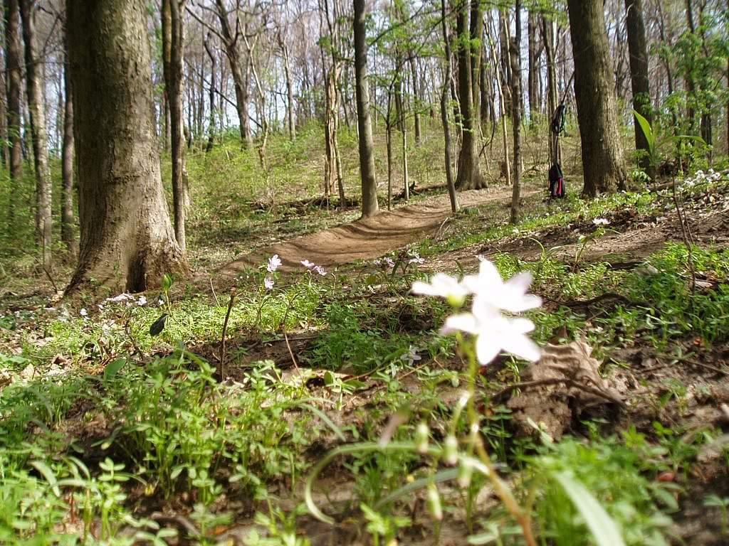 A tranquil forest scene featuring a dirt path winding through greenery, with clusters of small white flowers in the foreground and tall trees in the background. The early signs of spring are evident, creating a serene and picturesque natural landscape. Devou Park mountain bike trail.