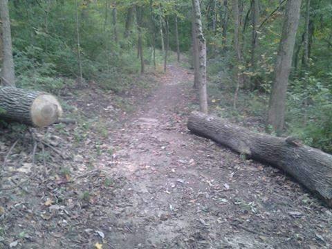 A dirt path winding through a wooded area, flanked by trees. Two fallen logs lie across the path, with scattered leaves and soil visible on the ground. The scene is lush and green, indicative of a natural forest environment. Devou Park mountain bike trail.