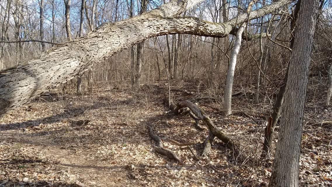 A fallen tree limb arches over a path in a wooded area, surrounded by bare trees and scattered leaves on the ground, under a clear blue sky. Devou Park mountain bike trail.