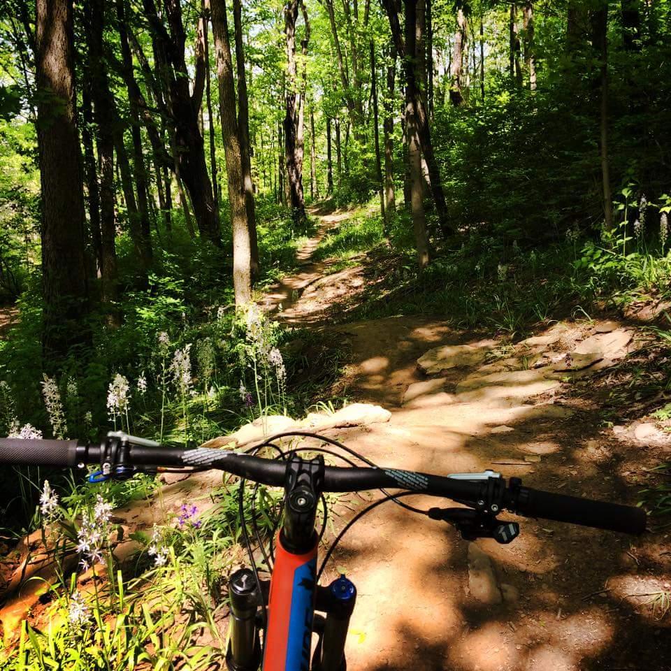A view from the handlebars of a mountain bike on a sunny forest trail, surrounded by lush greenery and wildflowers. The path is rocky and winding, leading through tall trees and vibrant foliage. Devou Park mountain bike trail.