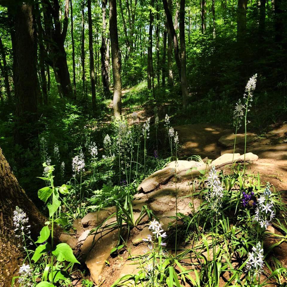 A sunlit forest scene featuring tall green trees and a winding dirt path. In the foreground, clusters of white and purple wildflowers grow among green foliage, with a large, weathered stone partially visible. The setting conveys a sense of tranquility and natural beauty. Devou Park mountain bike trail.