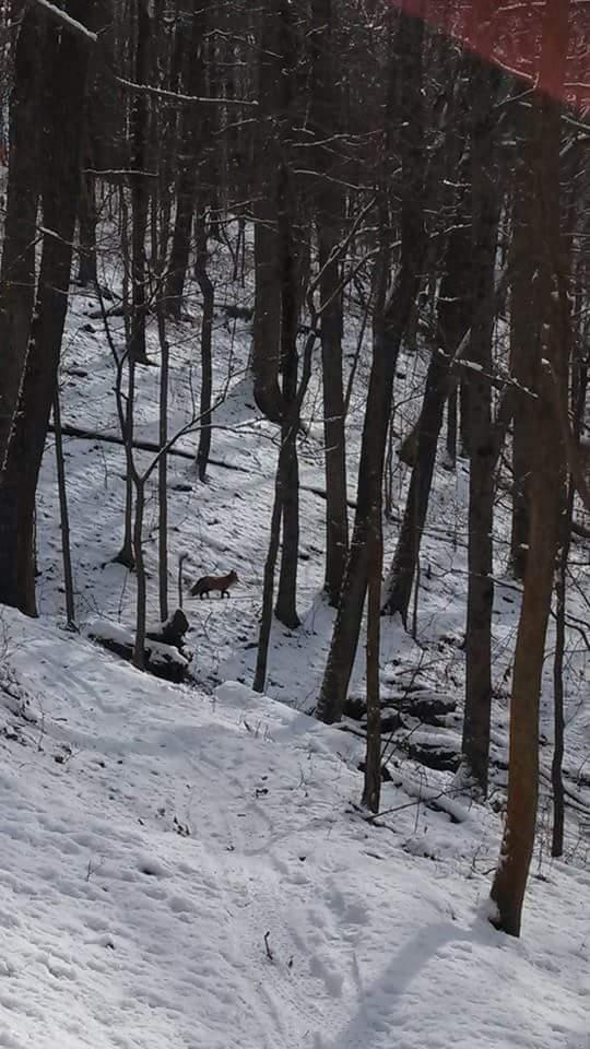 A snowy forest scene featuring several bare trees with a fox visible in the distance, amidst the white snow covering the ground. Versailles State Park mountain bike trail.