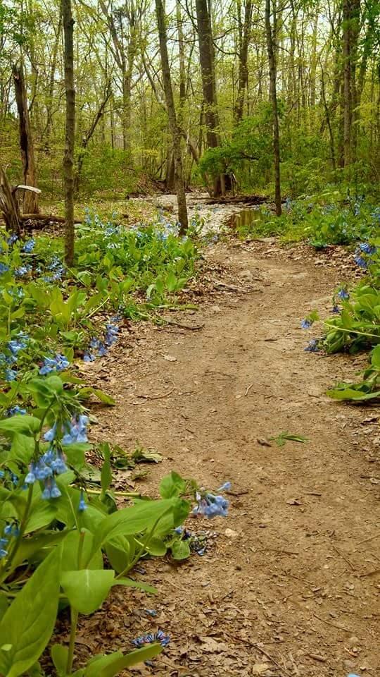 A winding dirt path through a tranquil forest, bordered by vibrant green leaves and clusters of small blue flowers. Tall trees with fresh green foliage rise on either side, creating a serene and inviting natural landscape. Sunlight filters through the leaves, casting soft shadows on the ground. Versailles State Park mountain bike trail.