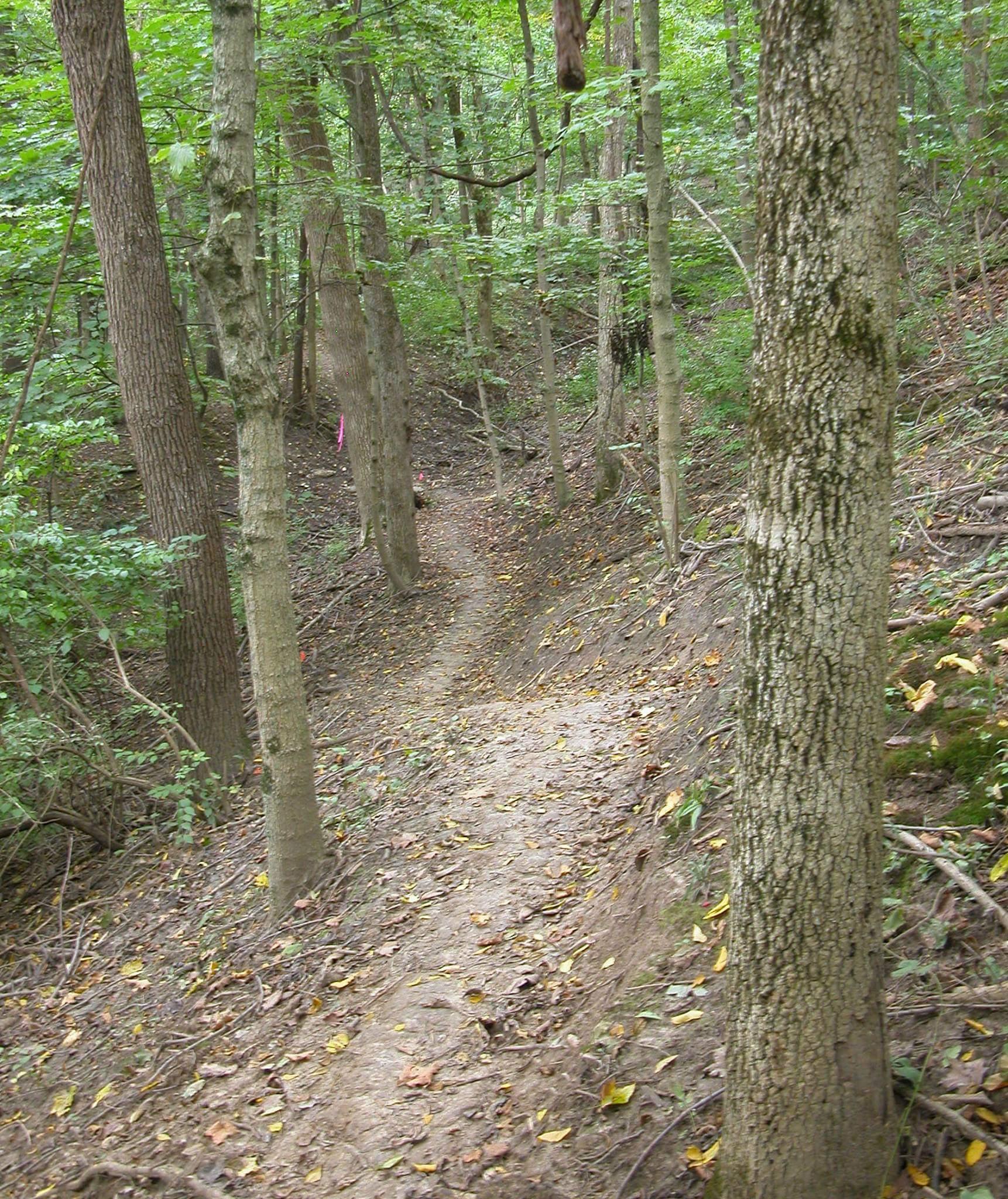 A narrow dirt trail winding through a dense forest, surrounded by tall trees and green foliage. Leaves are scattered along the path, hinting at the changing seasons. The trail appears well-trodden but is bordered by uneven terrain, suggesting a natural, rustic atmosphere in a serene woodland setting. Harbin park mountain bike trail.
