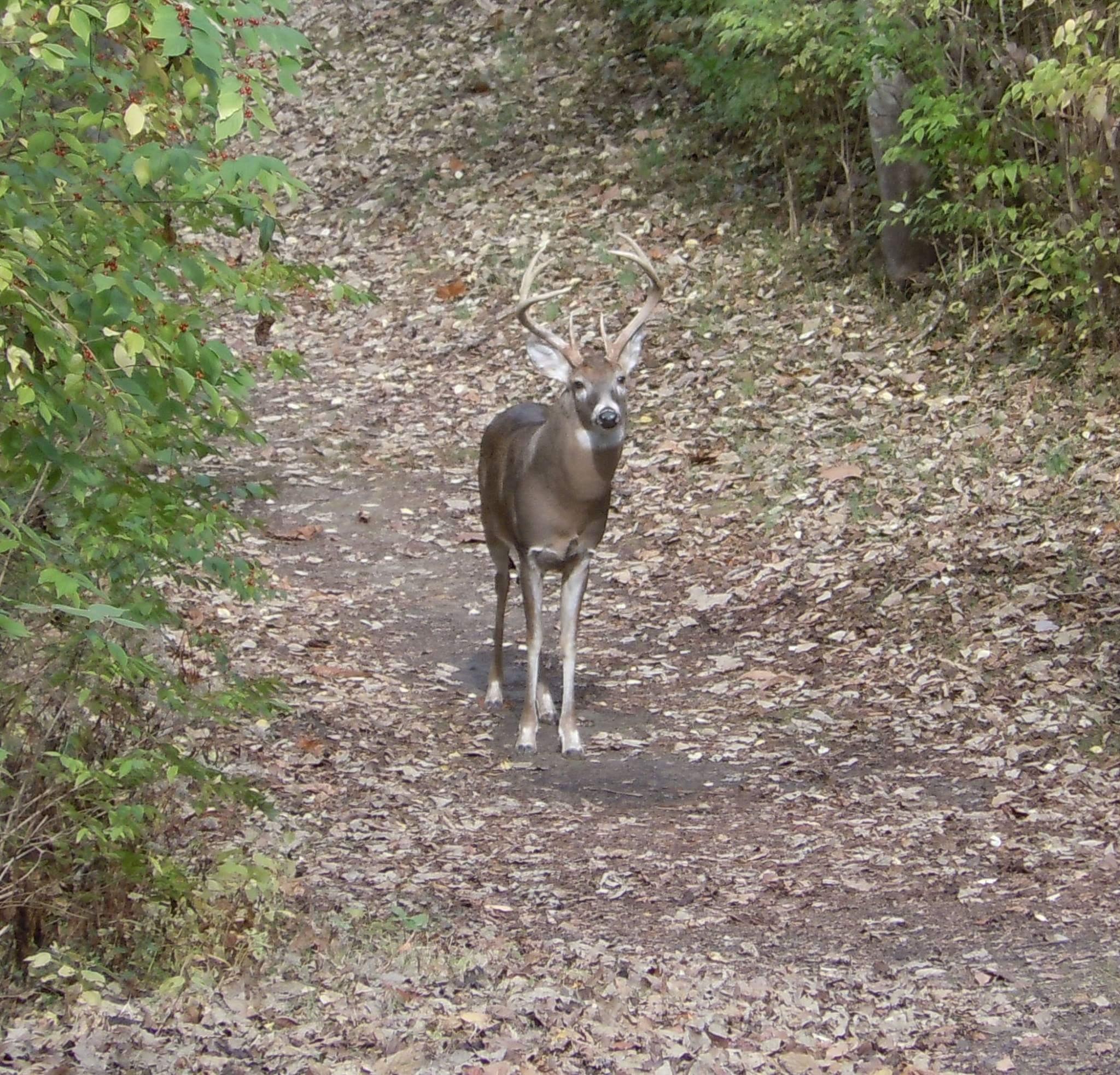 A deer with antlers standing on a leaf-covered path surrounded by greenery. Harbin park mountain bike trail.