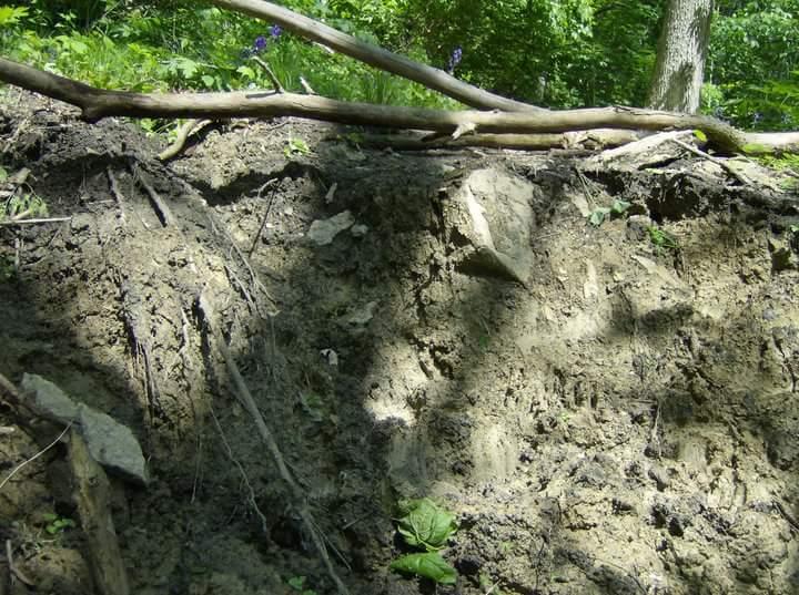 Close-up view of an exposed dirt wall in a wooded area, showing layers of soil, roots, and scattered rocks. Sunlight filters through the trees, illuminating green foliage and some wildflowers in the background. Tower Park mountain bike trail.