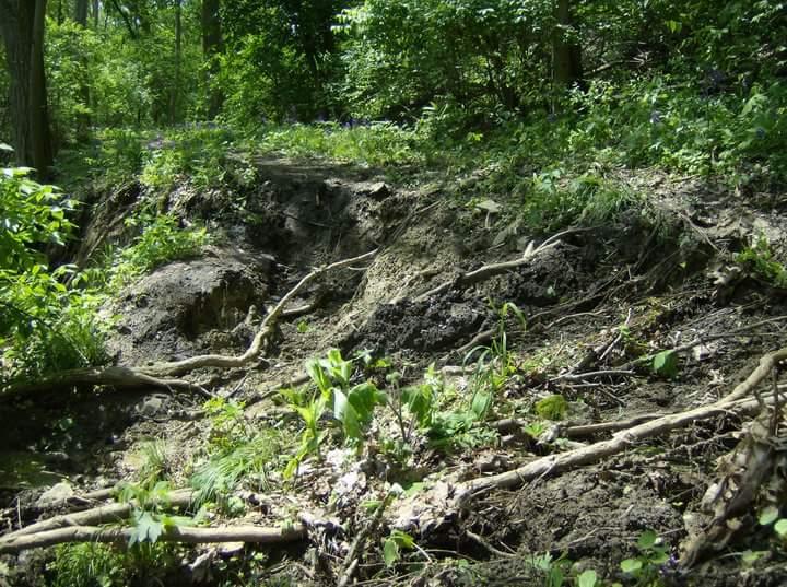 A natural landscape featuring a slope covered in dirt and exposed tree roots, surrounded by lush green foliage and plants, under a well-lit forest environment. Tower Park mountain bike trail.