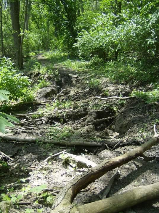 A narrow, muddy trail winding through a lush green forest, with visible tree roots and fallen branches scattered along the path. Surrounding vegetation includes a variety of leafy plants and small shrubs, creating a vibrant natural setting. Tower Park mountain bike trail.